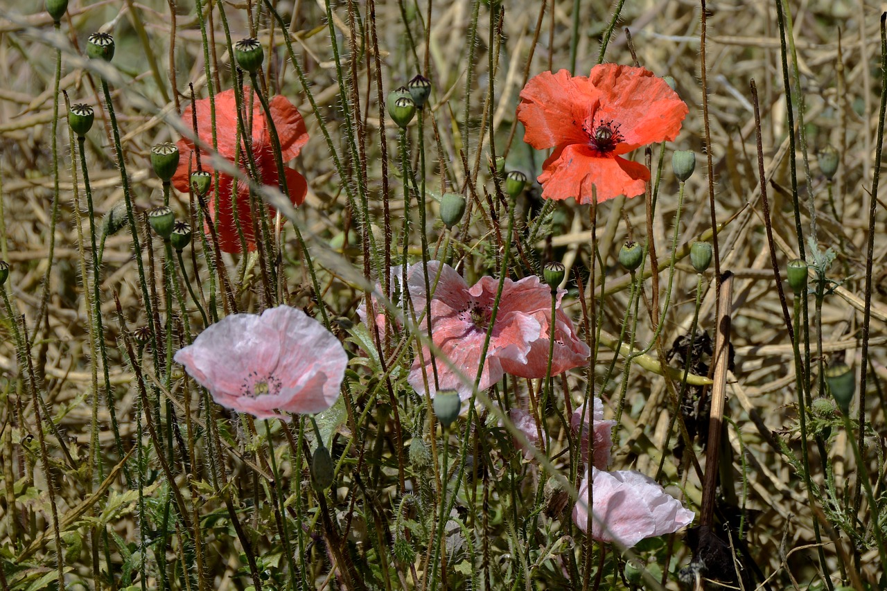 Klatschmohn, Aguonos Gėlė, Laukinė Gėlė, Žiedas, Žydėti, Gėlės, Raudona, Rožinė Ir Balta, Bi Spalva, Aguona