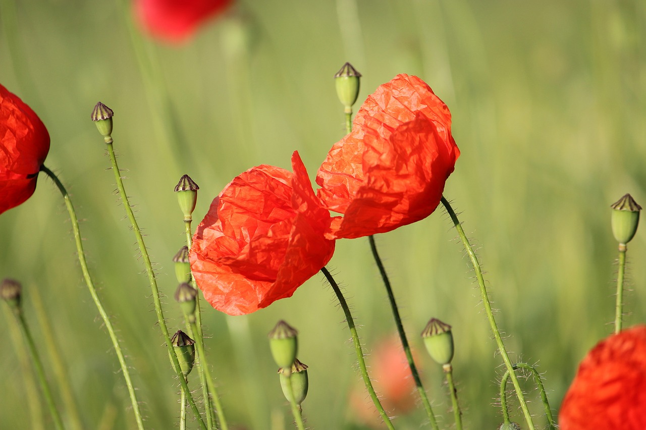 Klatschmohn, Aguona, Gėlė, Nemokamos Nuotraukos,  Nemokama Licenzija