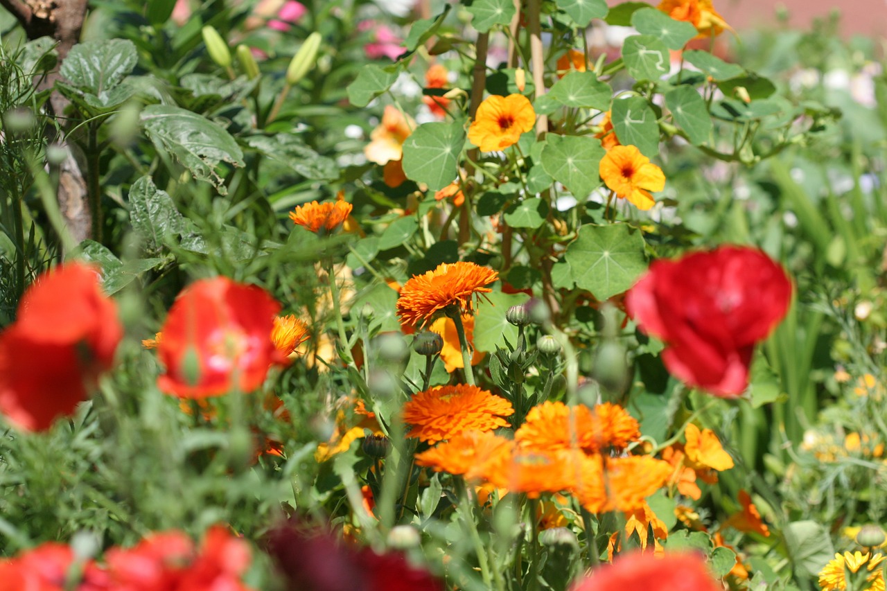 Klatschmohn, Marigoldas, Thunbergia, Raudona, Geltona, Oranžinė, Ugnies Spalva, Vasaros Gėlės, Nemokamos Nuotraukos,  Nemokama Licenzija