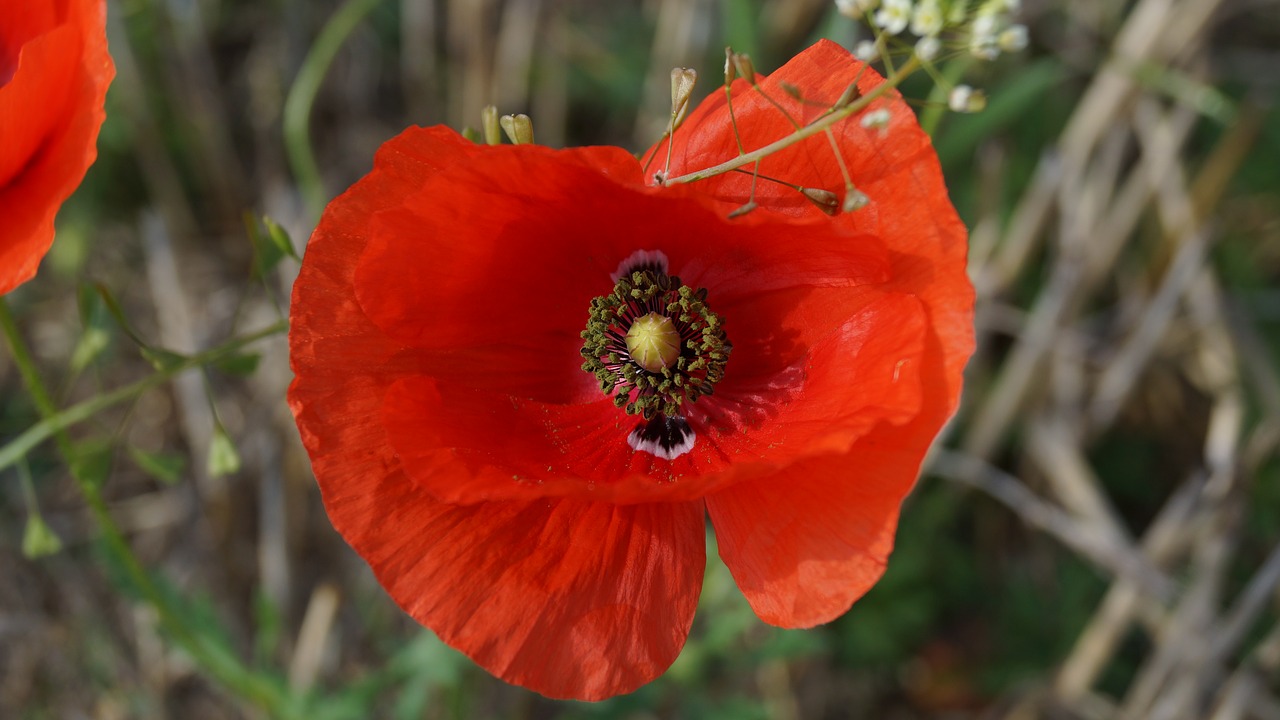 Klatschmohn, Laukinis Augalas, Žydi Kukurūzų Lauke, Nemokamos Nuotraukos,  Nemokama Licenzija