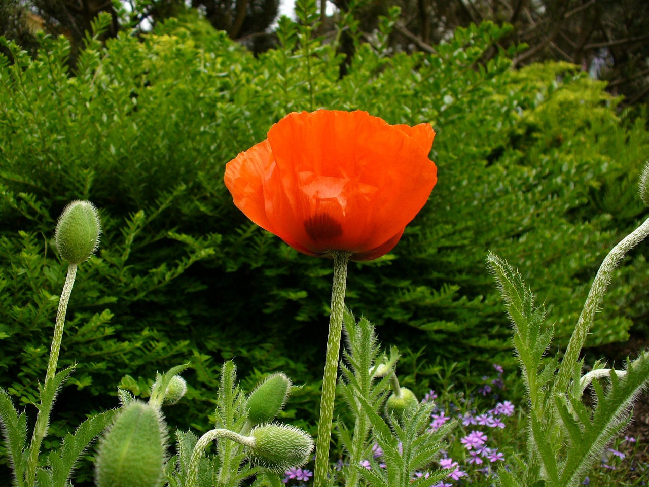 Klatschmohn, Aguona, Agurkas, Aguonos Gėlė, Sprogo, Raudona Aguona, Uždaryti, Žalias, Augalas, Sodas