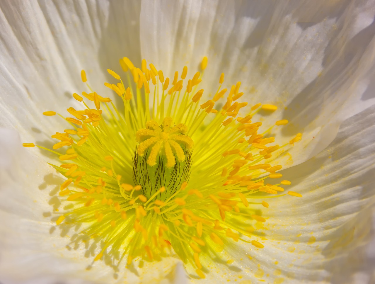 Klatschmohn,  Augalų,  Pobūdį,  Spaudas,  Gėlė,  Žiedas,  Žydi,  Aguona,  Aguonos Gėlė,  Mohngewaechs