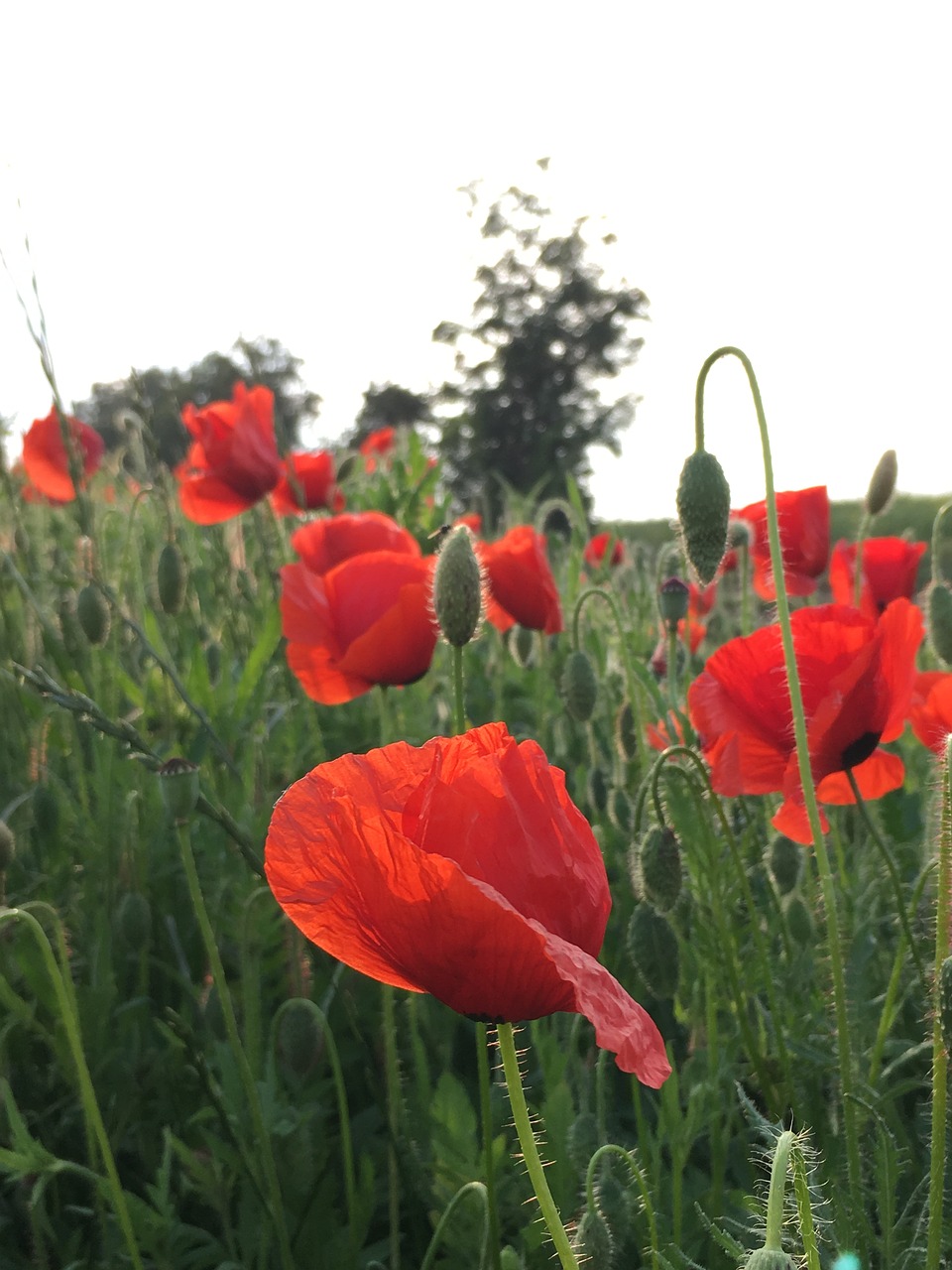 Klatschmohn,  Raudona Aguonos,  Raudona,  Aguonos Gėlė,  Žiedas,  Žydi,  Pobūdį,  Laukas Aguonos,  Aguona, Nemokamos Nuotraukos