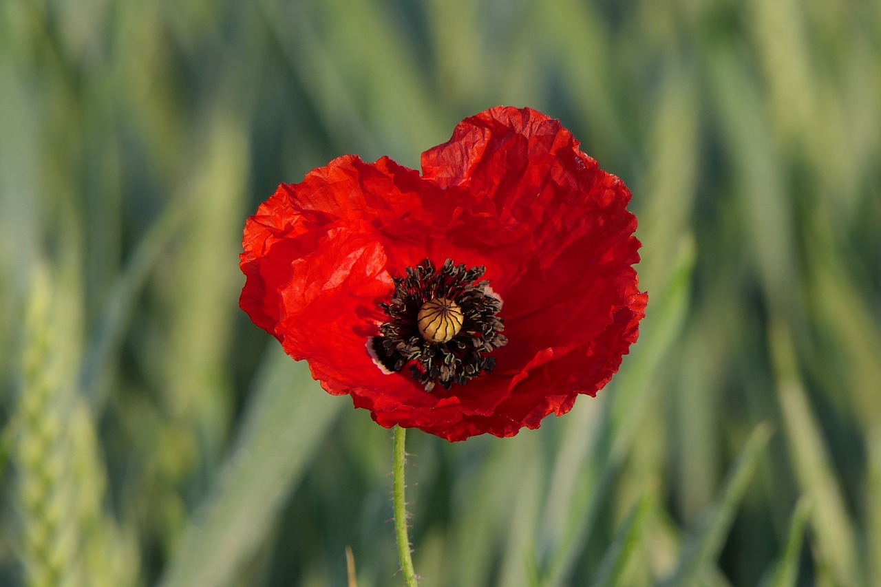 Klatschmohn,  Aguonos Gėlė,  Niva,  Grūdai,  Grūdų,  Aguona,  Raudona Aguonos,  Laukas,  Spiglys,  Iš Arti