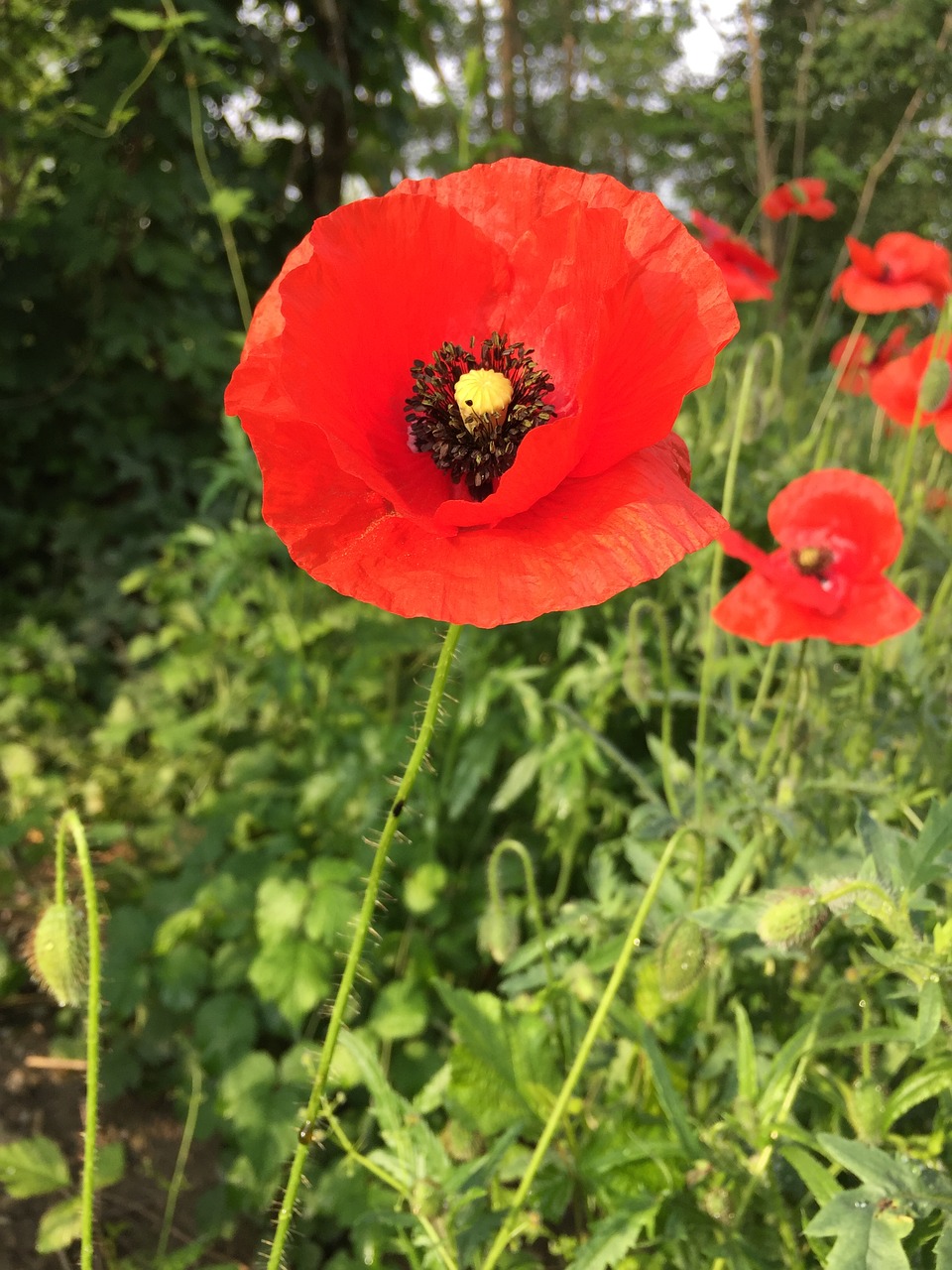 Klatschmohn,  Papaver Rhoeas,  Gėlės,  Augalai,  Žiedlapiai, Nemokamos Nuotraukos,  Nemokama Licenzija