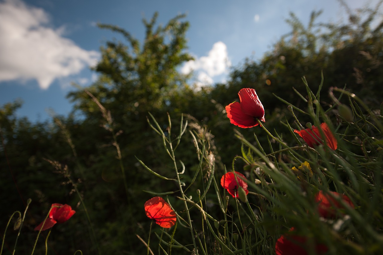 Klatschmohn, Gėlė, Kauliukai, Raudona, Žiedas, Žydėti, Budas, Aguonų Kapsulė, Klatschmohn Kapsulė, Augalas