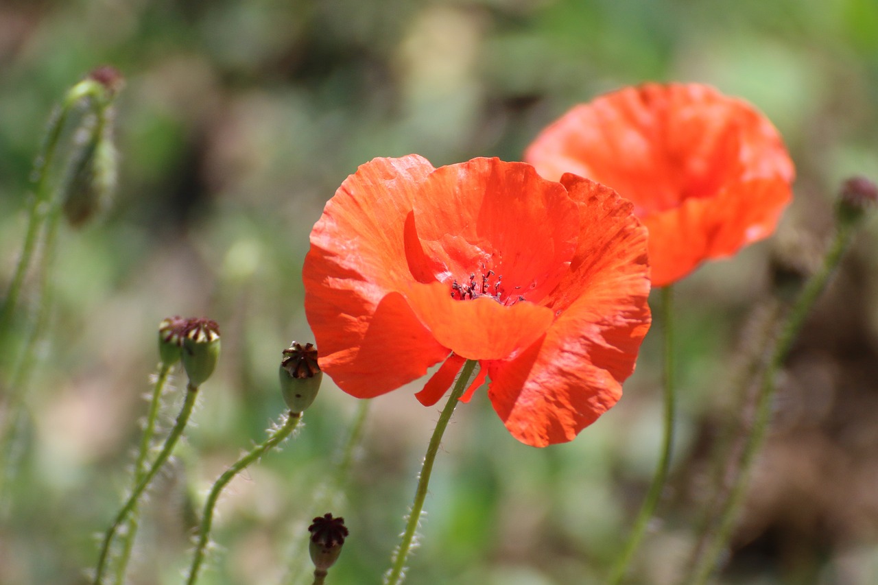 Klatschmohn,  Žiedas,  Žydi,  Aguona,  Gėlė,  Aguonos Gėlė,  Pobūdį,  Mohngewaechs,  Iš Arti,  Vasara