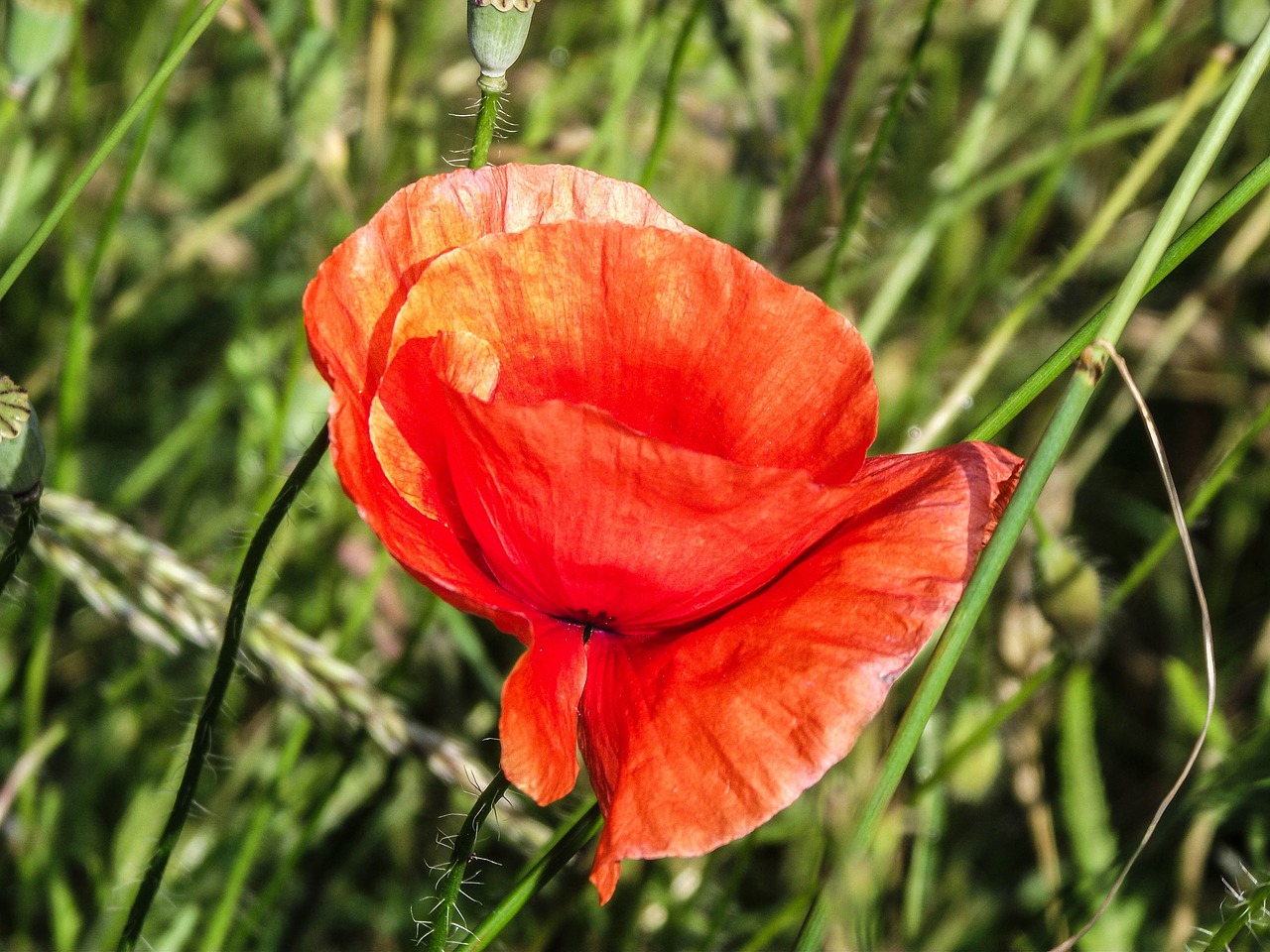 Klatschmohn, Aguona, Gėlė, Pieva, Žiedas, Žydėti, Mohngewaechs, Oranžinė, Spalvinga, Spalva