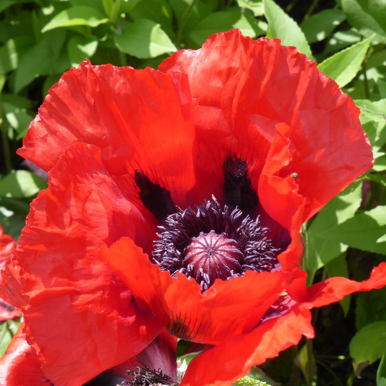 Klatschmohn, Aguona, Gėlė, Žiedas, Žydėti, Mohngewaechs, Raudona, Nemokamos Nuotraukos,  Nemokama Licenzija