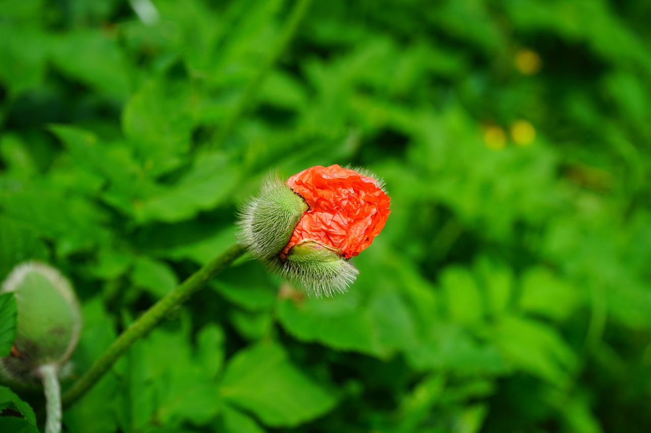 Klatschmohn, Papaver Rhoeas, Gėlė, Žiedas, Žydėti, Raudona, Atviras, Aguona, Klatschrose, Mohngewaechs