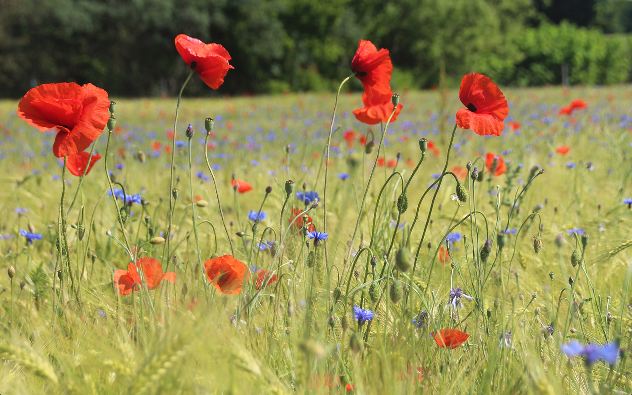 Klatschmohn, Žiedas, Žydėti, Šviesus, Raudona, Aguonos Gėlė, Kukurūzų Laukas, Rugiagėlė, Uždaryti, Nemokamos Nuotraukos