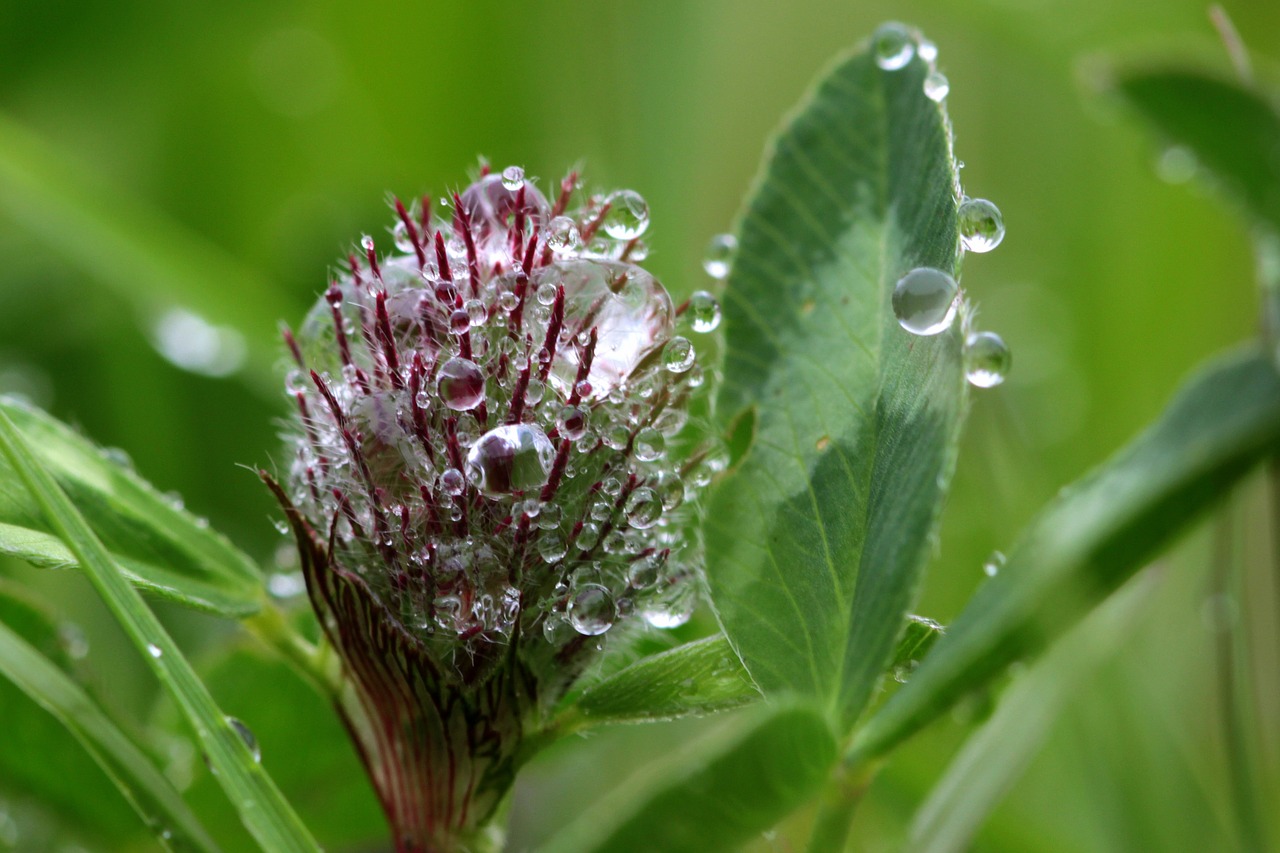 Klee, Trifolium, Raudonieji Dobilai, Pradžios Dobilų Žiedai, Trifolium Pratense, Aštraus Gėlė, Violetinė, Augalas, Lašelinė, Lašeliai