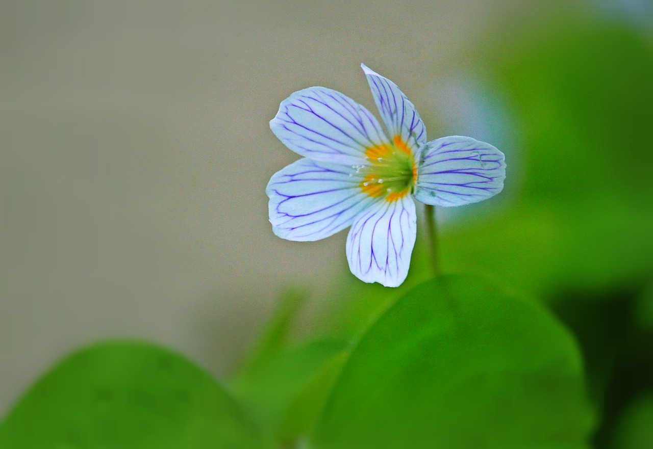 Klee, Žiedas, Žydėti, Gėlė, Augalas, Uždaryti, Balta, Žalias, Gamta, Flora