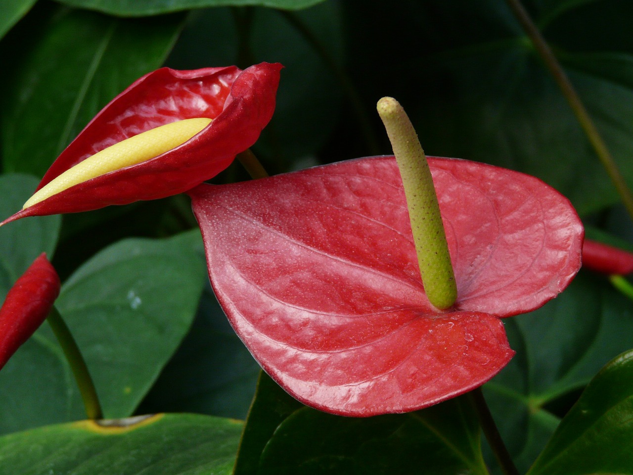 Kleine Flamingoblume, Anthurium Scherzerianum, Gėlė, Augalas, Flamingo Gėlė, Antuuris, Anthurieae, Aronstabgewaechs, Araceae, Kambarinis Augalas