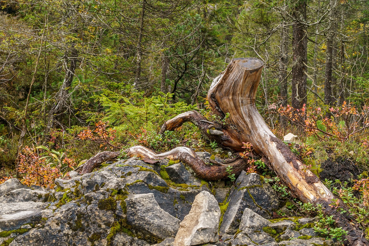 Kleinwalsertal, Ifen, Miškas, Mediena, Allgäu, Aukšti Kalnai, Alpių, Schwarzwassertal, Žygis, Bergtour