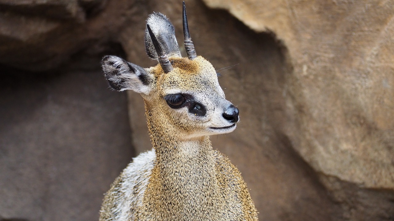 Klipspringer, Antilopė, Afrikos, Gyvūnas, Gamta, Laukinė Gamta, Safari, Laukiniai, Nacionalinis, Mažas