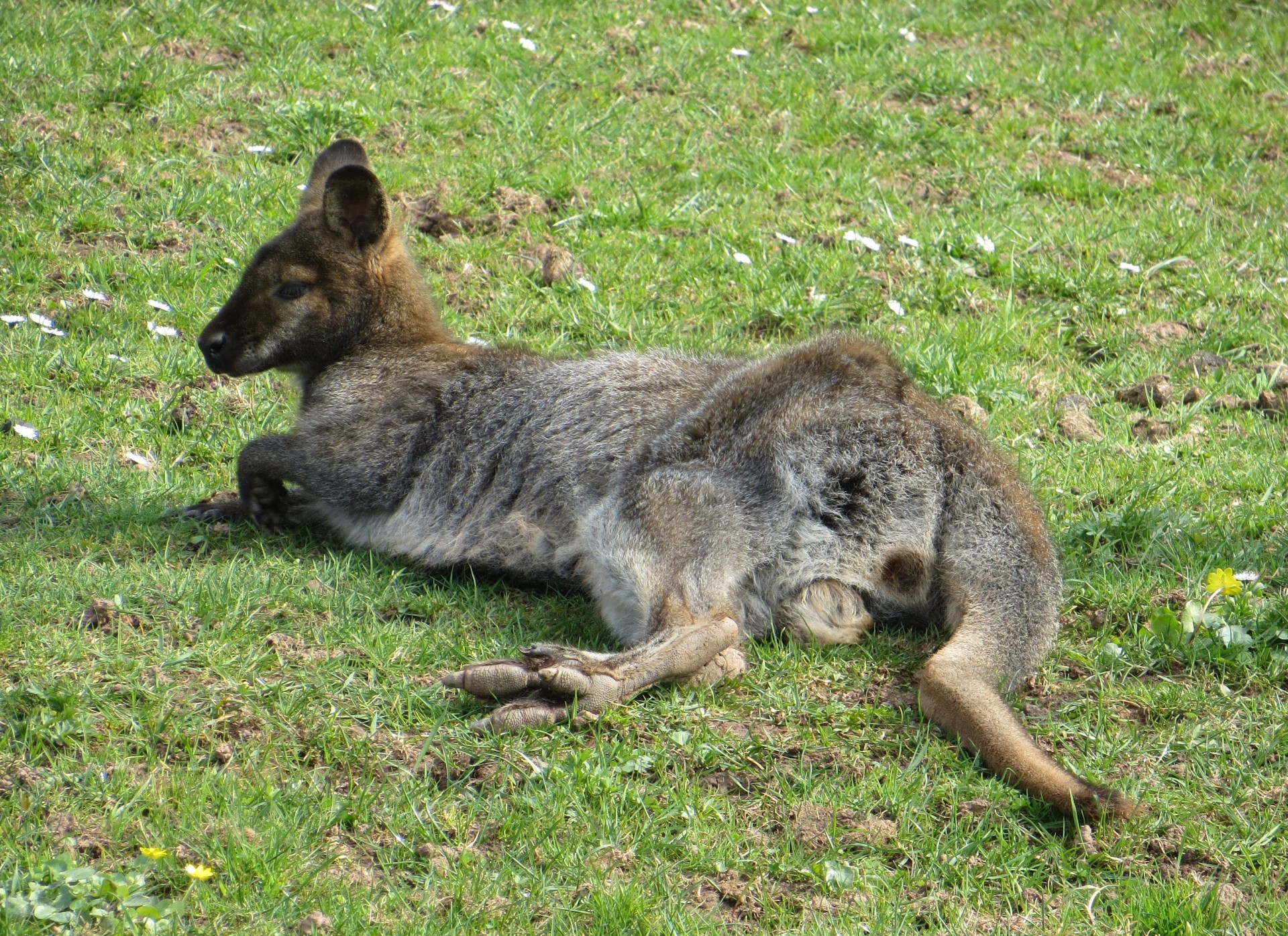 Kengūra,  Marsupial,  Kengūra Sode, Nemokamos Nuotraukos,  Nemokama Licenzija