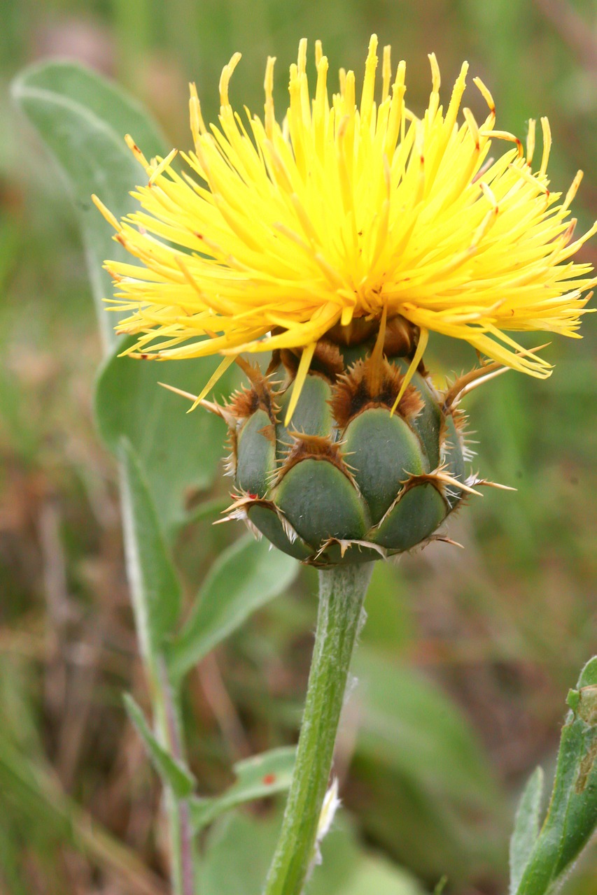 Knapweed, Gėlės, Tvenkinio Kraštas, Nemokamos Nuotraukos,  Nemokama Licenzija