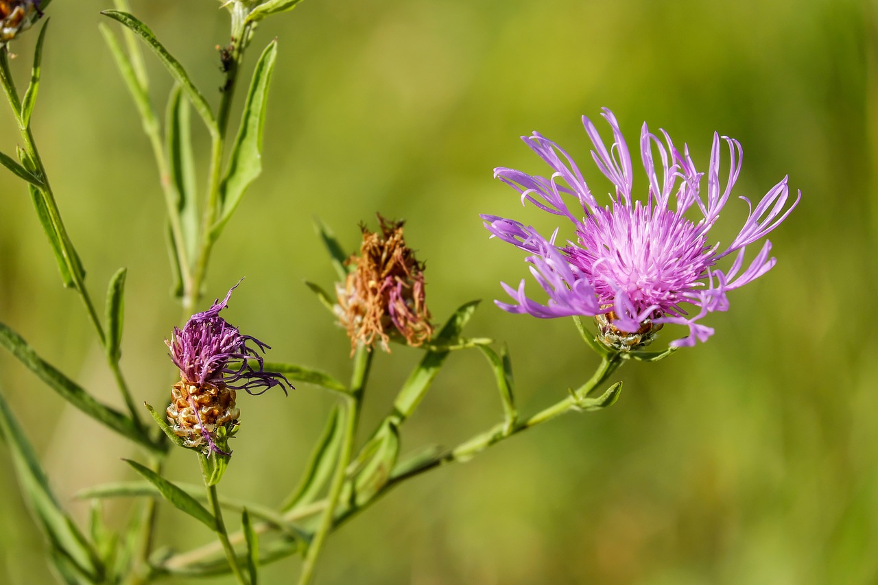 Knapweed, Gėlė, Žiedas, Žydėti, Gėlės, Violetinė, Violetinė, Laukinė Gėlė, Augalas, Daisy Šeimos