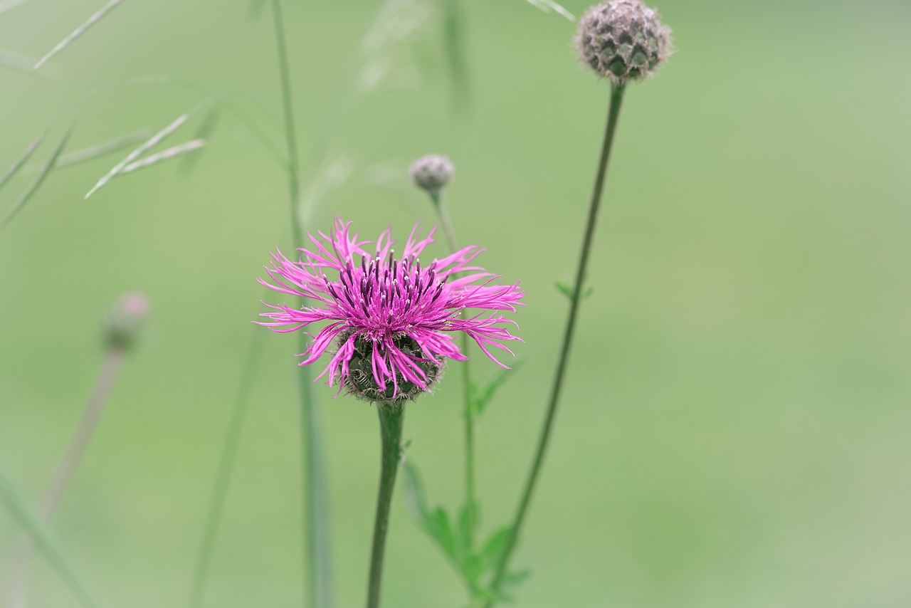 Shui,  Gėlė,  Rožinis,  Rožinė Gėlė,  Smailu Gėlių,  Pobūdį,  Floros,  Žiedas,  Žydi,  Iš Arti