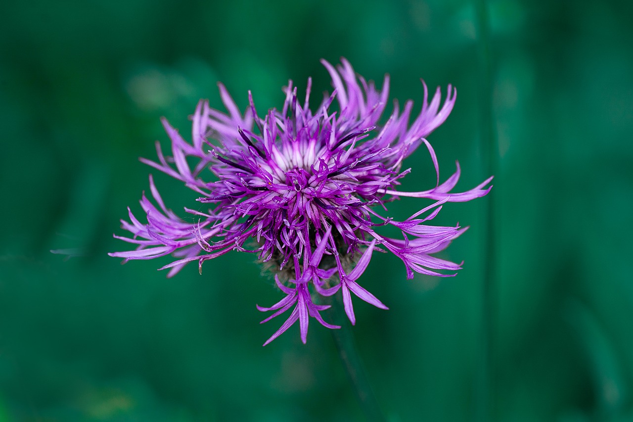 Shui,  Violetinė,  Violetinė Gėlė,  Smailu Gėlių,  Laukinių Gėlių,  Violetinė Smailu Gėlių,  Pobūdį,  Floros,  Pavasaris,  Vasara