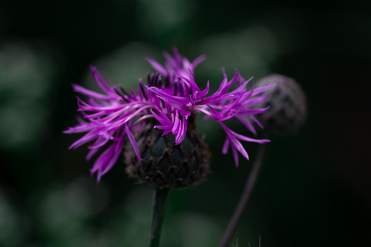 Shui,  Violetinė,  Violetinė Shui,  Gėlė,  Violetinė Gėlė,  Smailu Gėlių,  Laukinių Gėlių,  Žiedas,  Žydi,  Violetinė Smailu Gėlių