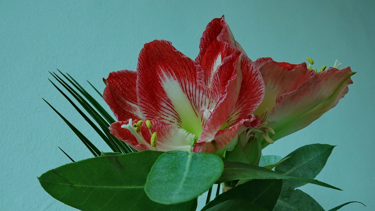 Riterių Žvaigždė,  Amaryllis,  Raudonas Žiedas,  Gėlė,  Gamta,  Augalas,  Be Honoraro Mokesčio, Nemokamos Nuotraukos,  Nemokama Licenzija