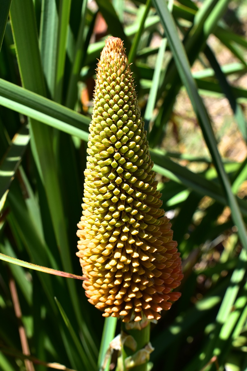 Kniphofia, Gėlė, Gamta, Žibintuvėlis, Raudonas Karštas Pokeris, Ilgai, Nemokamos Nuotraukos,  Nemokama Licenzija