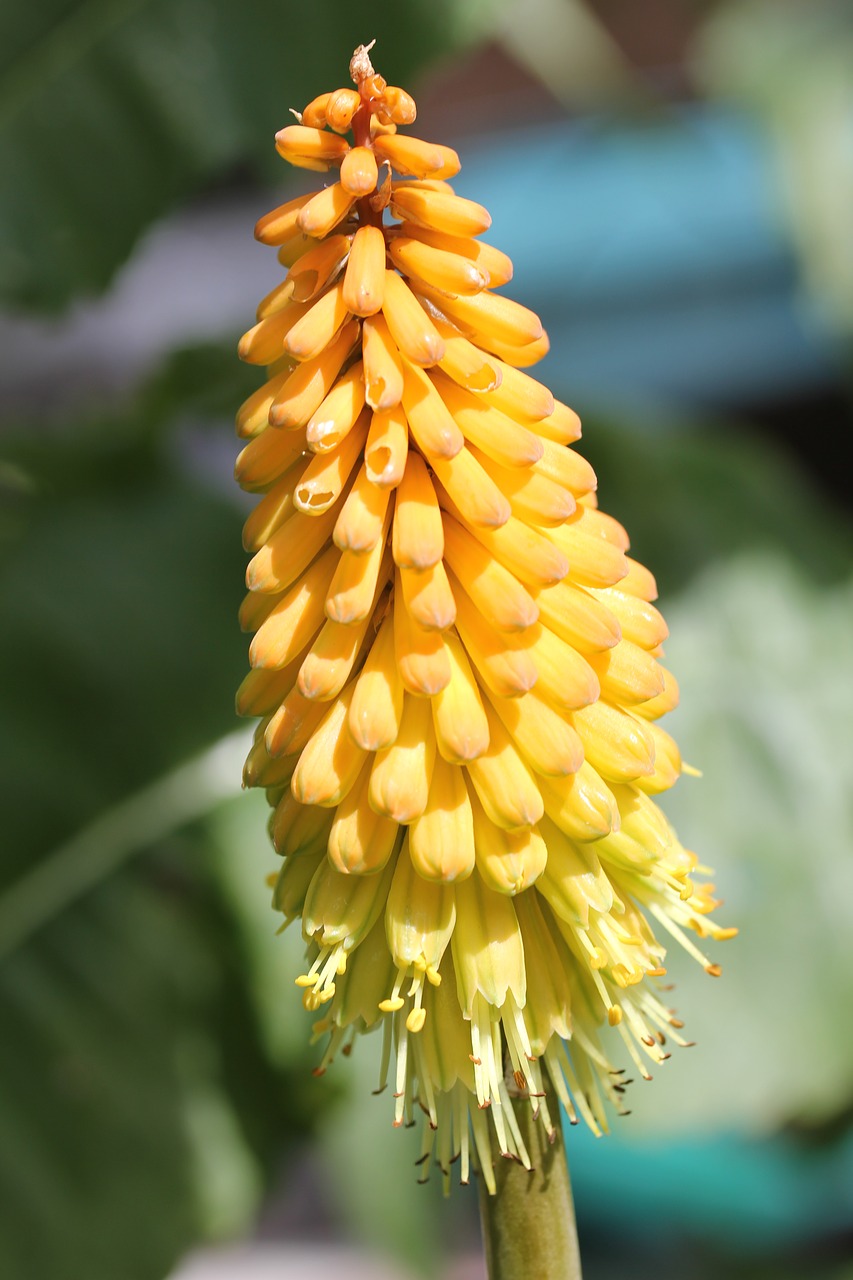 Kniphofia, Raudonas Karštas Pokeris, Gėlė, Augalas, Sodas, Oranžinė, Flora, Gamta, Daugiametis, Geltona