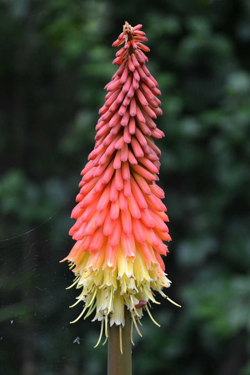 Kniphofia, Raudona Karšta Polka, Tritoma, African Lily, Knoffler, Žibintuvėlis, Polka Augalas, Gėlė, Spiglys, Oranžinė