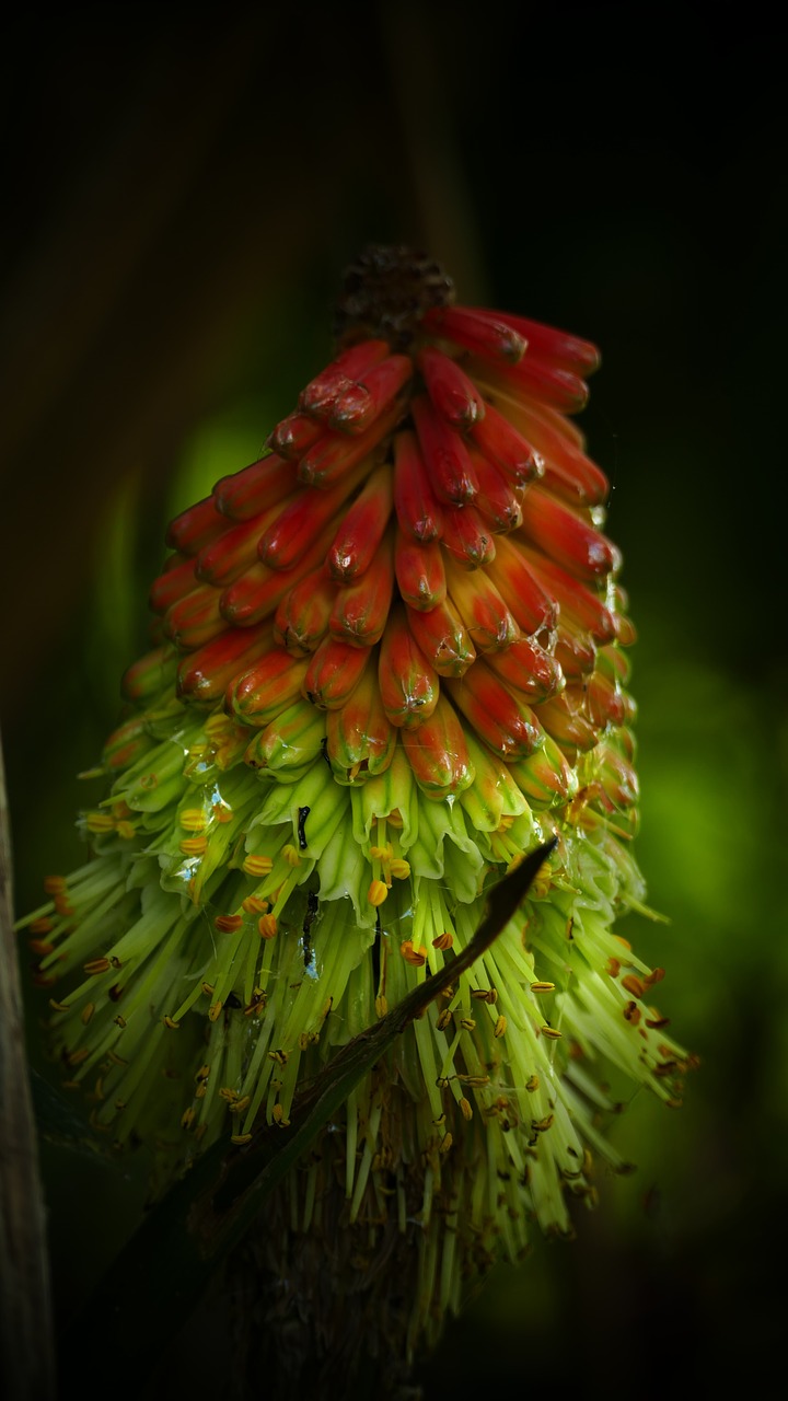 Kniphofia,  Tortas,  Gėlė,  Geltona,  Raudona,  Pobūdį,  Pavasaris,  Augalai,  Sodas,  Žydi