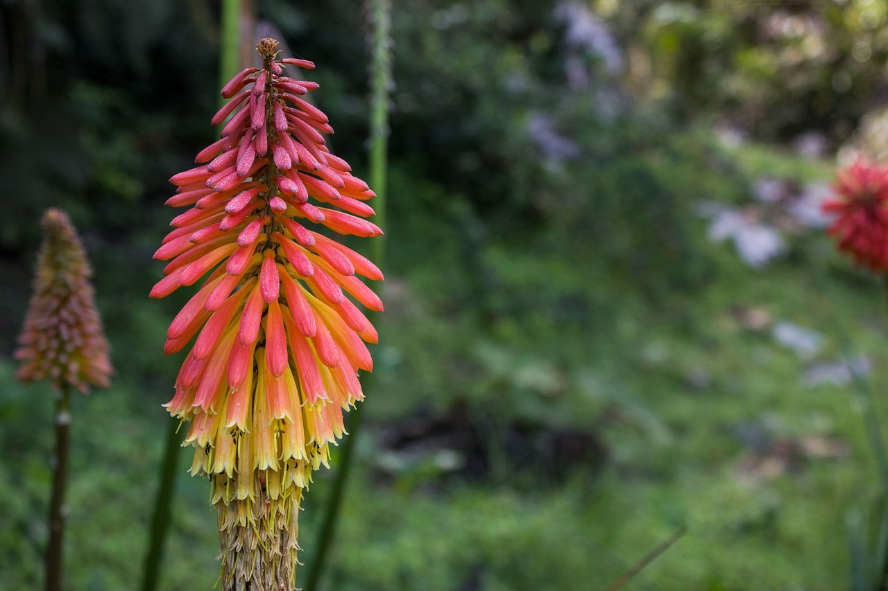 Kniphofia,  Ugnies Pokerio Gėlė,  Tritoma,  Raudonas Karštas Pokeris,  Žibintuvėlis,  Augalas,  Flora, Nemokamos Nuotraukos,  Nemokama Licenzija