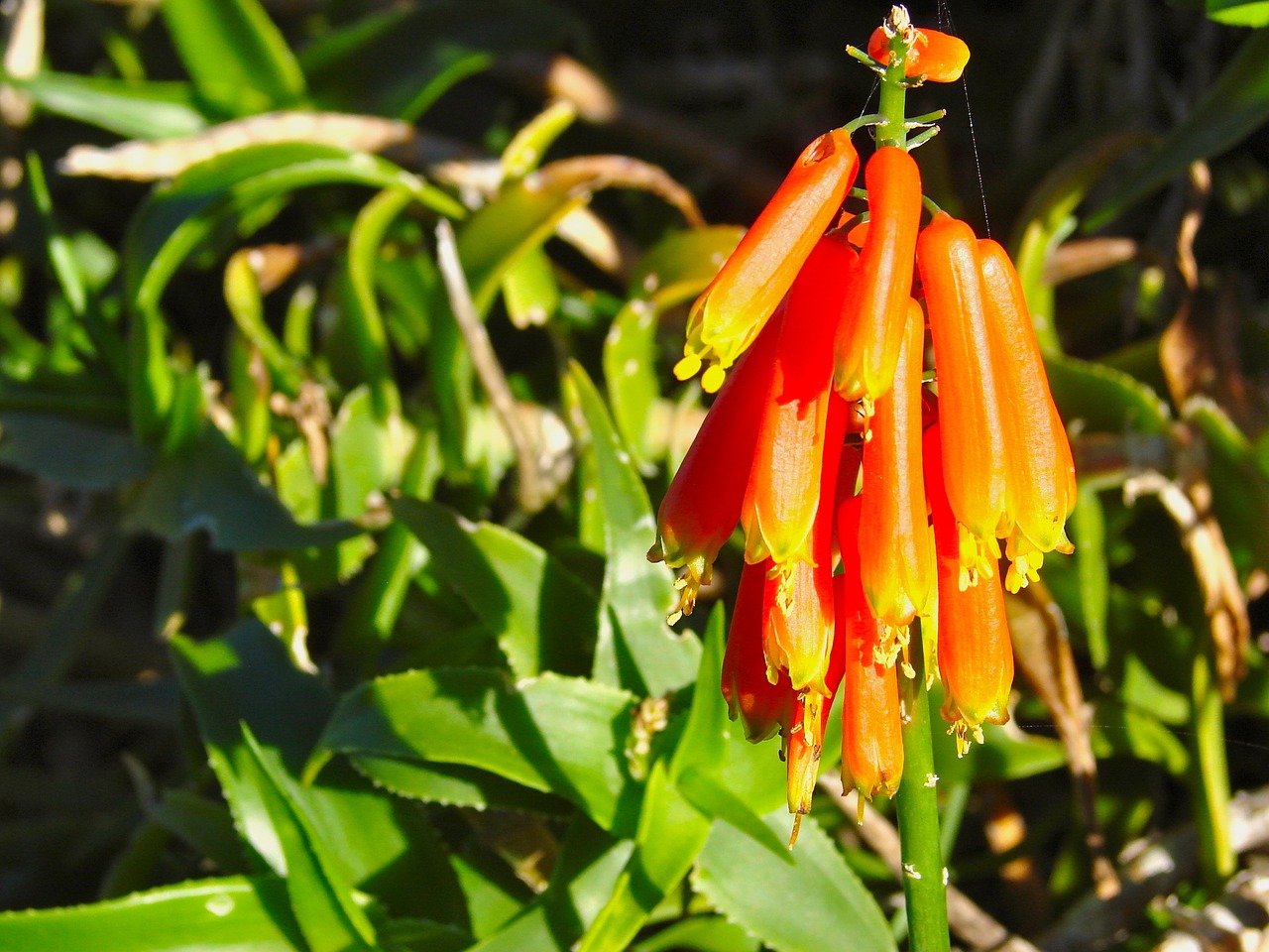 Kniphofia Flamenko, Karštas Pokeris, Augalas, Gėlė, Tritoma, Flora, Žydėti, Žiedas, Spalvinga, Spiglys