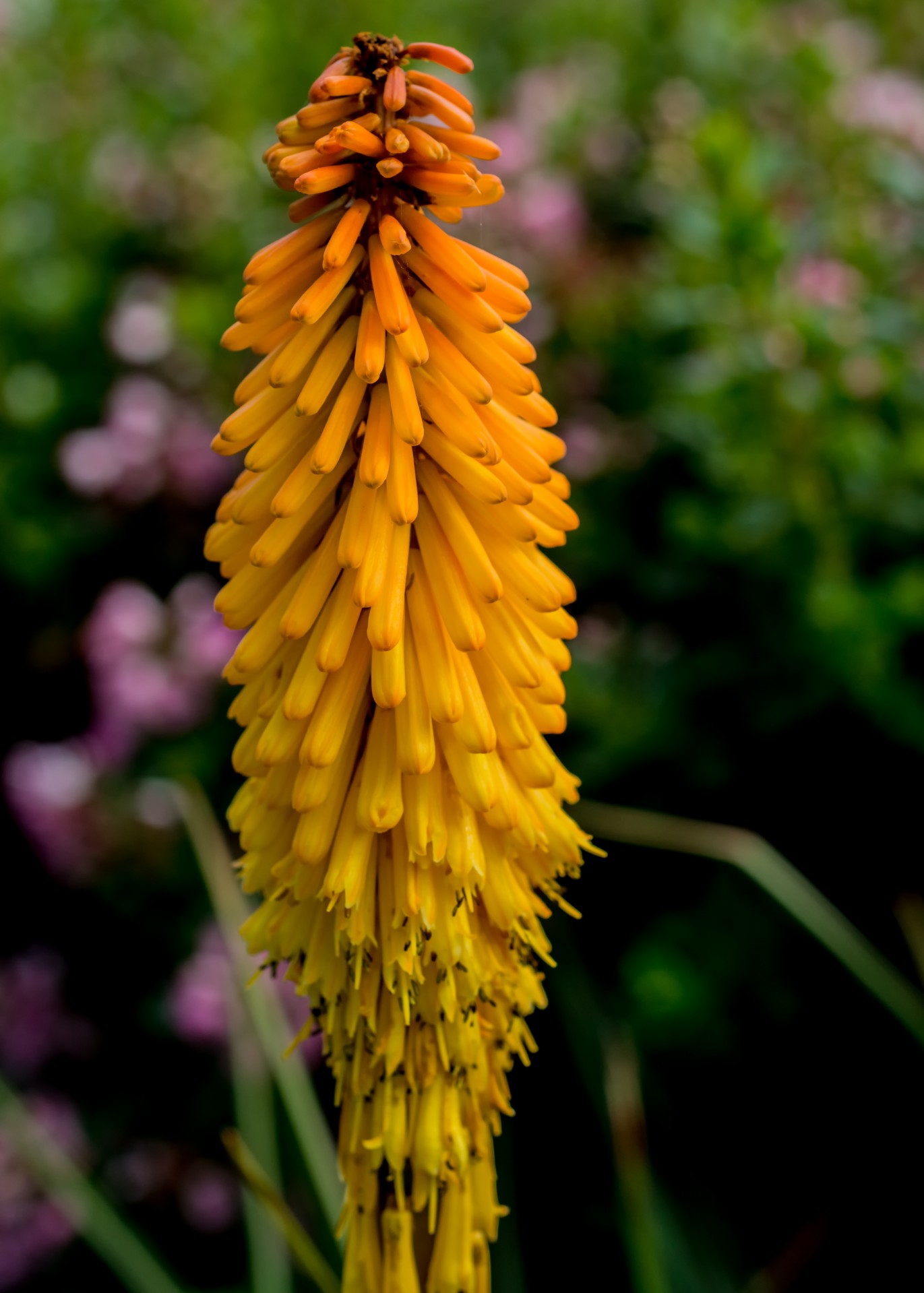 Kniphofia,  Raudona & Nbsp,  Karšta & Nbsp,  Pokerio & Nbsp,  Makrokomandos,  Fotografija,  Gėlė & Nbsp,  Fotografija,  Gėlių & Nbsp,  Fotografija