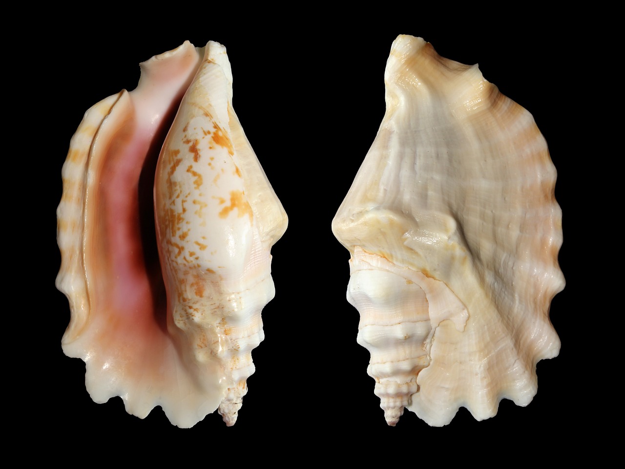 Knobbed Conch, Sraigė, Lukštas, Sinustrombus Sinuatus, Strombidae, Jūros Gėrybės, Perlamutro Motina, Nemokamos Nuotraukos,  Nemokama Licenzija