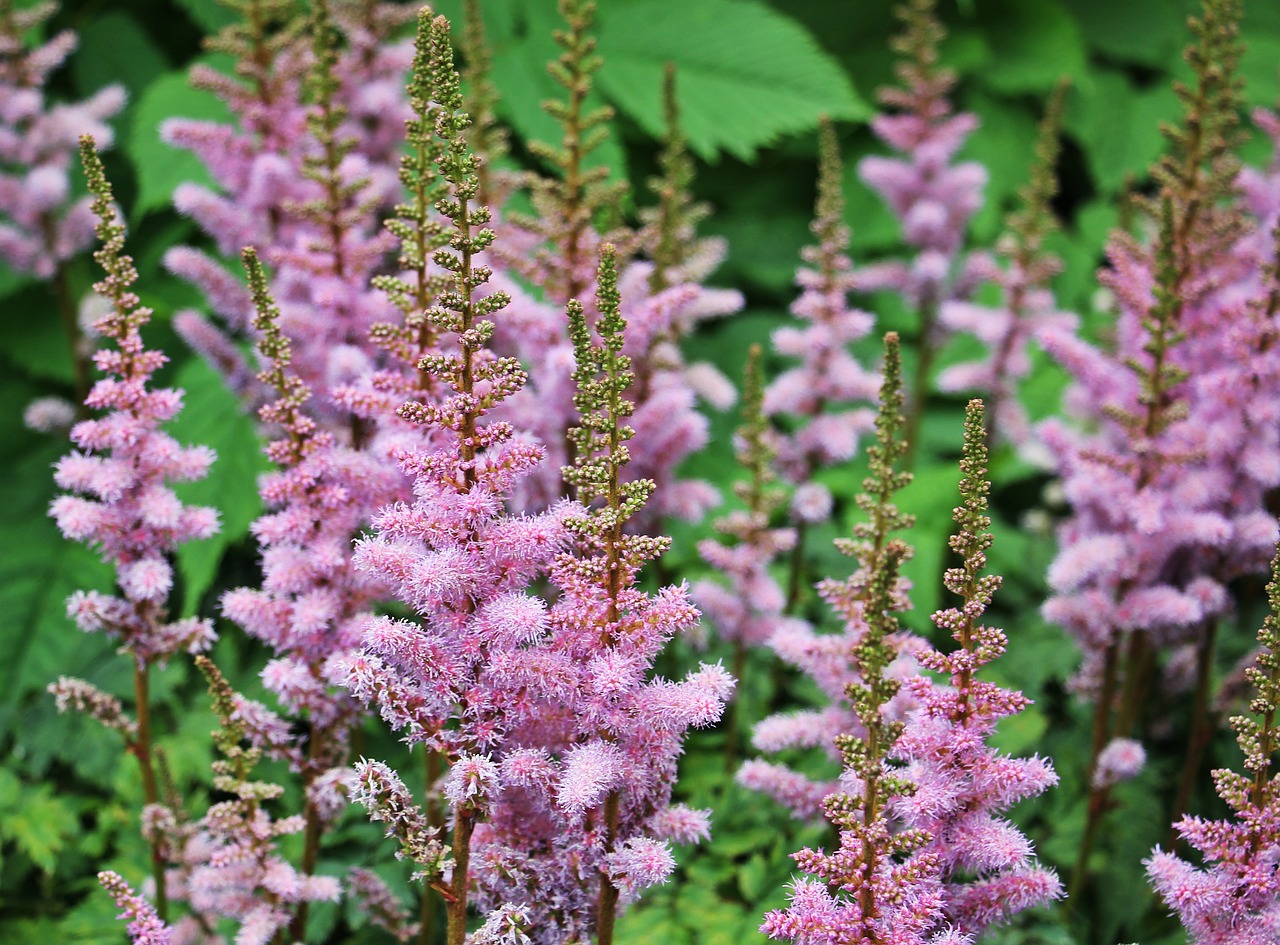 Knotweed, Gėlė, Augalas, Violetinė, Violetinė, Rožinis, Gamta, Gėlės, Vasara, Polygalas