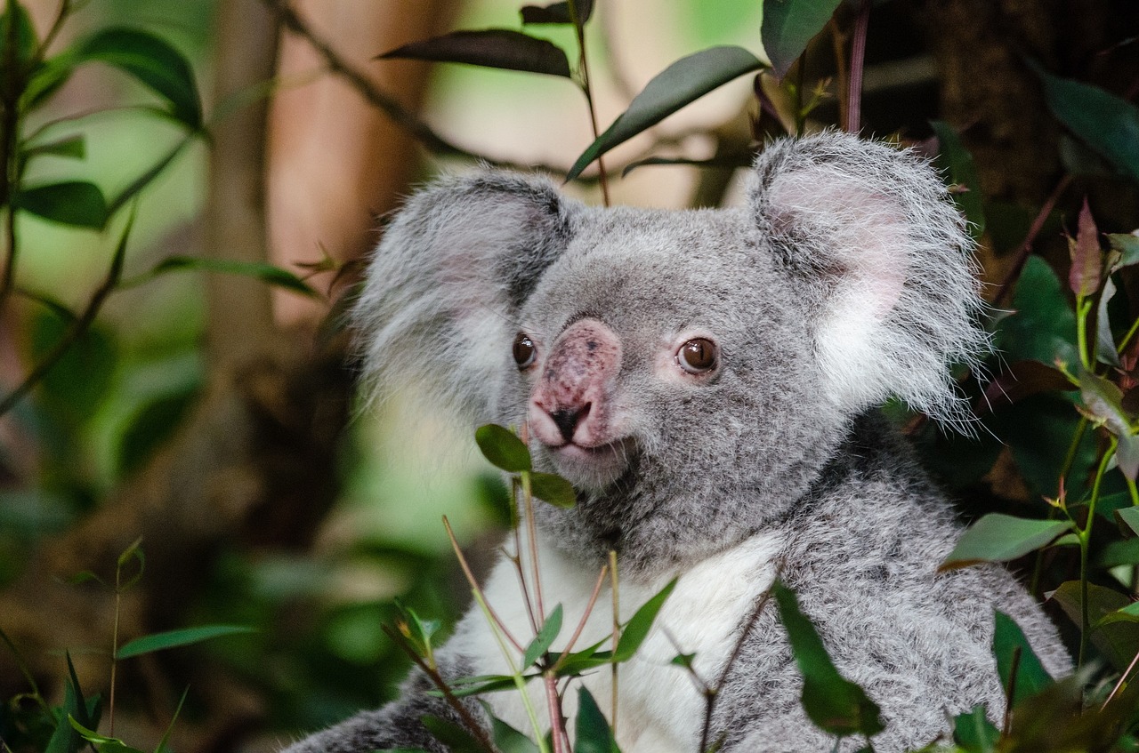 Koala, Turėti, Medis, Sėdi, Sustingęs, Portretas, Pilka, Kailis, Laukinė Gamta, Gamta