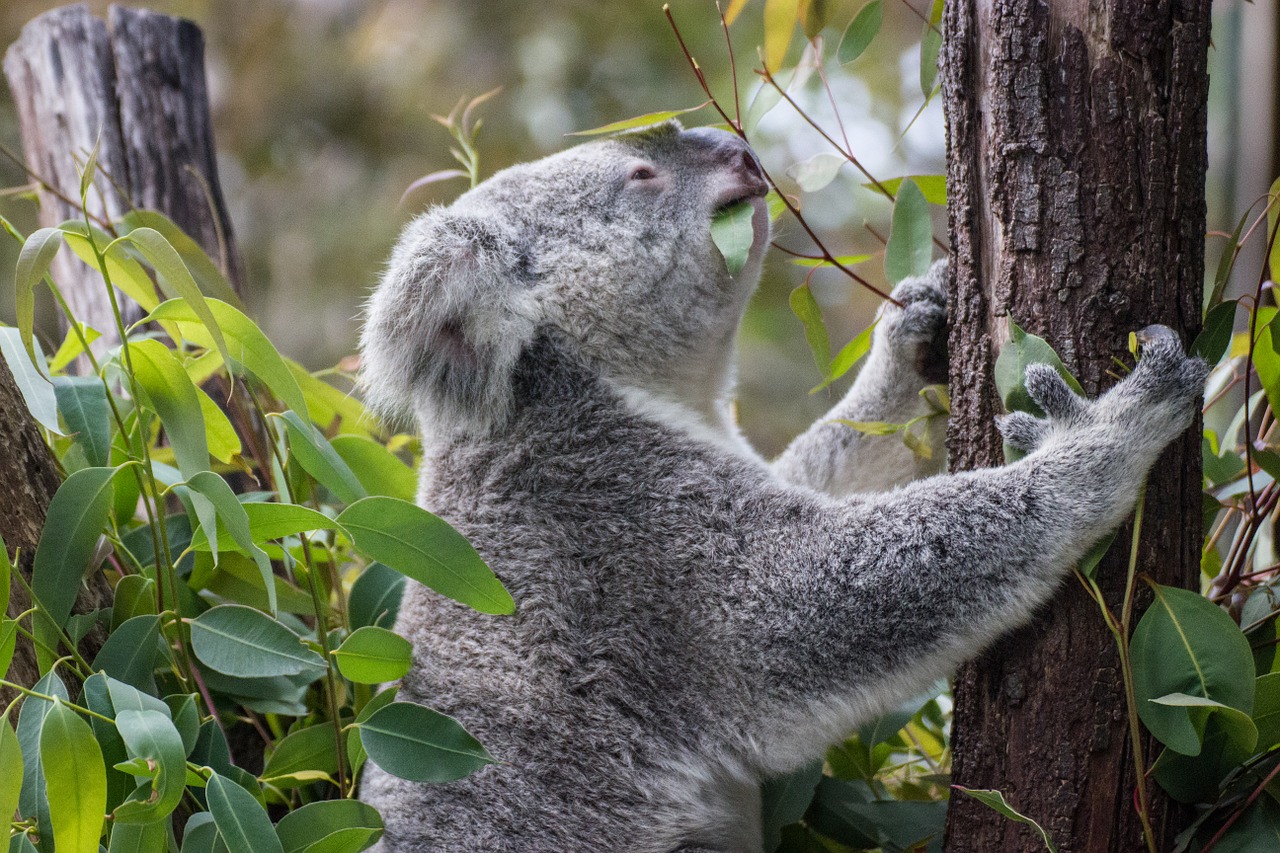Koala, Medis, Australia, Nemokamos Nuotraukos,  Nemokama Licenzija