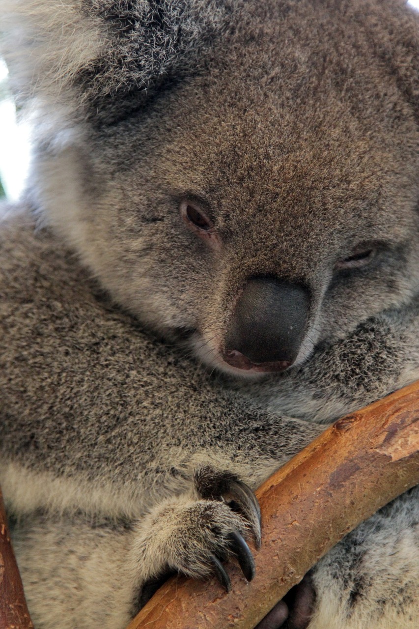Koala, Turėti, Australia, Gyvūnas, Žinduolis, Laukiniai, Gamta, Marsupial, Kailis, Medis