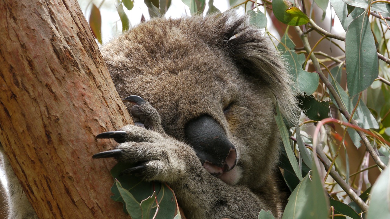 Koala, Miegoti, Australia, Nemokamos Nuotraukos,  Nemokama Licenzija