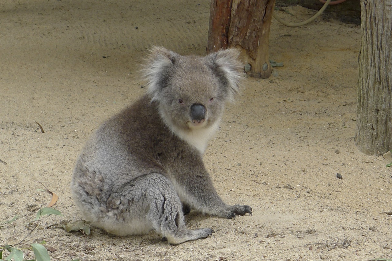 Koala, Perth, Australia, Gamta, Nemokamos Nuotraukos,  Nemokama Licenzija