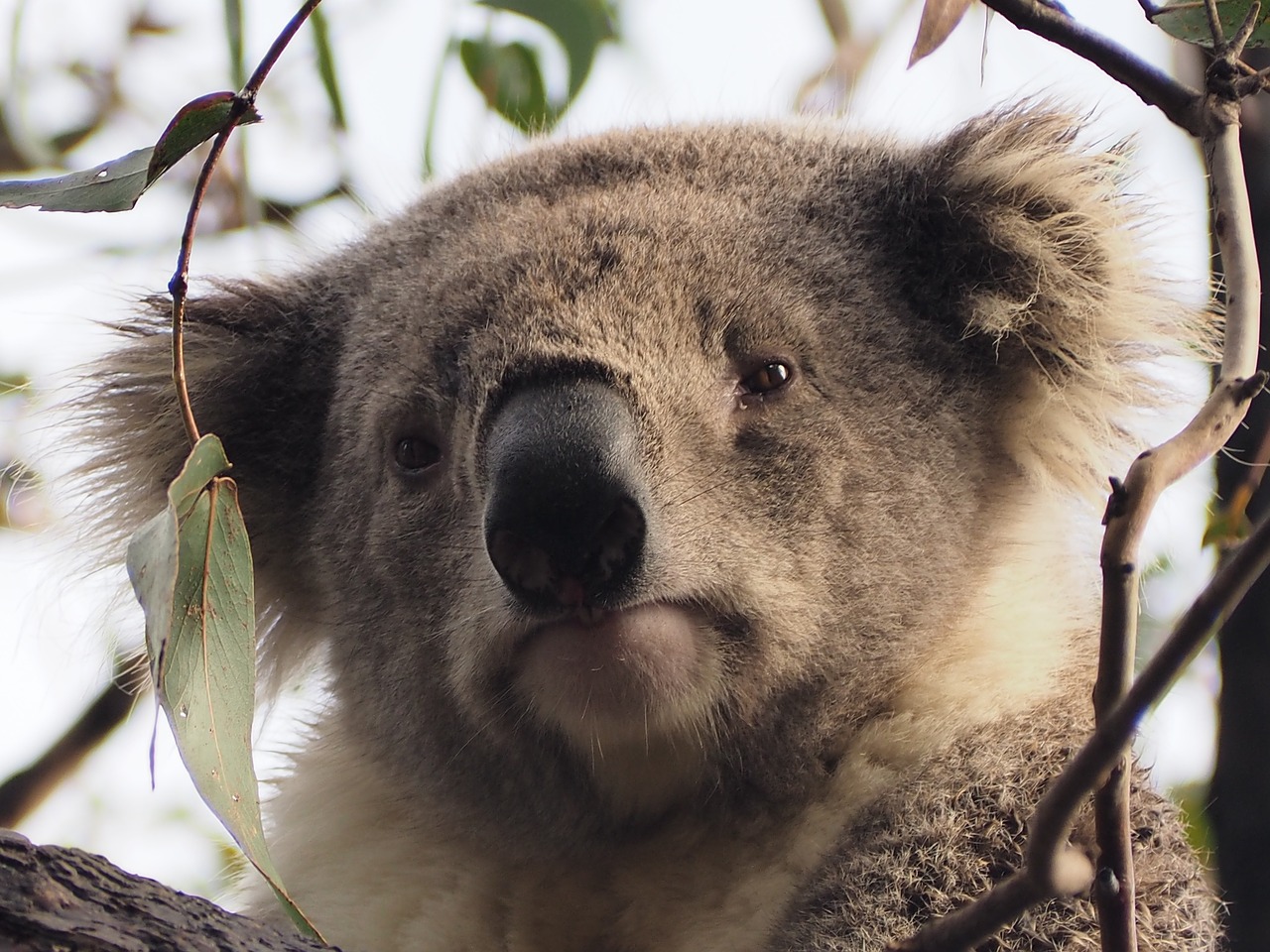 Koala, Raymond Sala, Medis, Veidas, Gyvūnas, Turėti, Nemokamos Nuotraukos,  Nemokama Licenzija