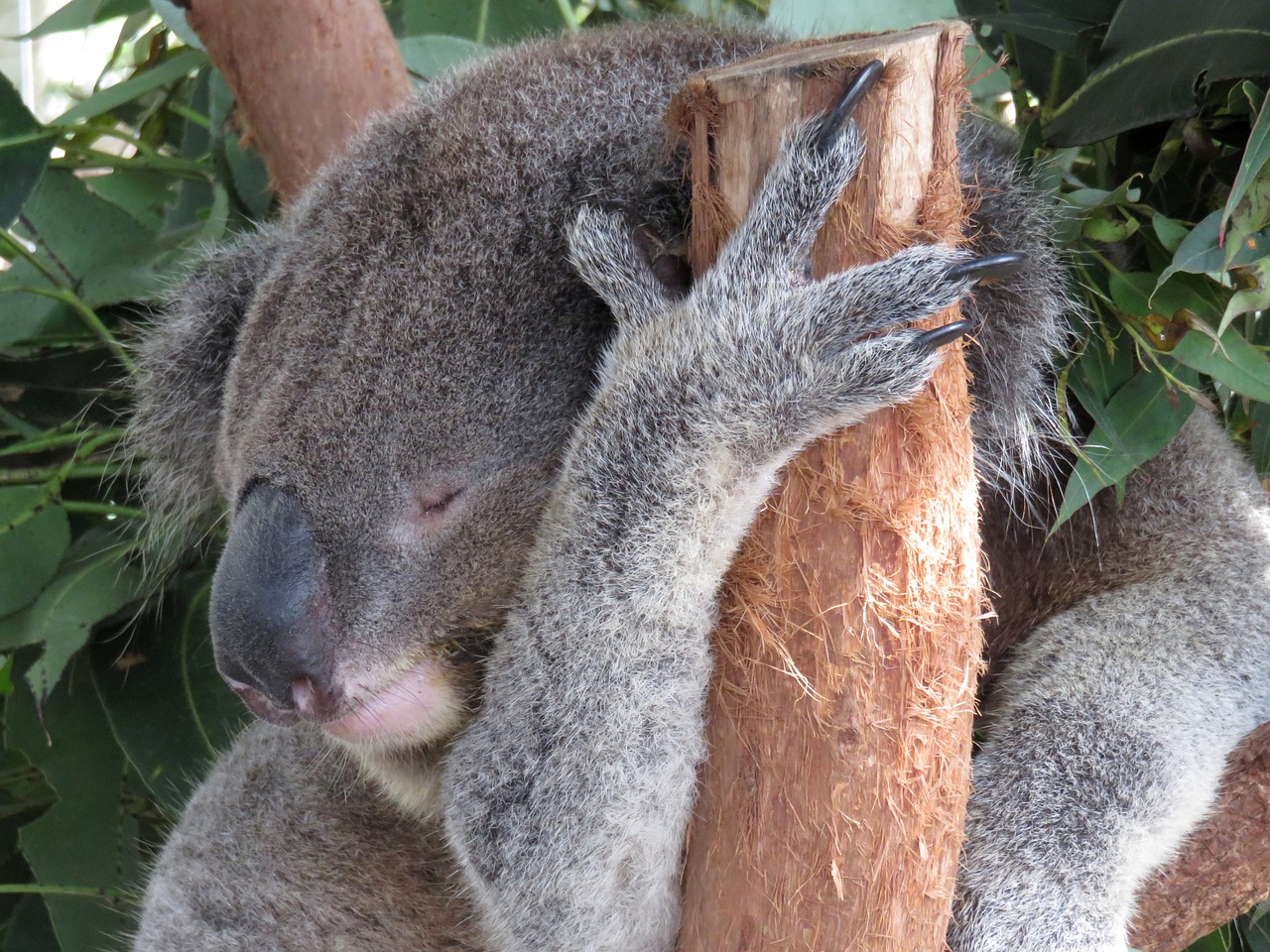 Koala, Miega, Australia, Medis, Gyvūnas, Gamta, Marsupial, Laukinė Gamta, Mielas, Gimtoji