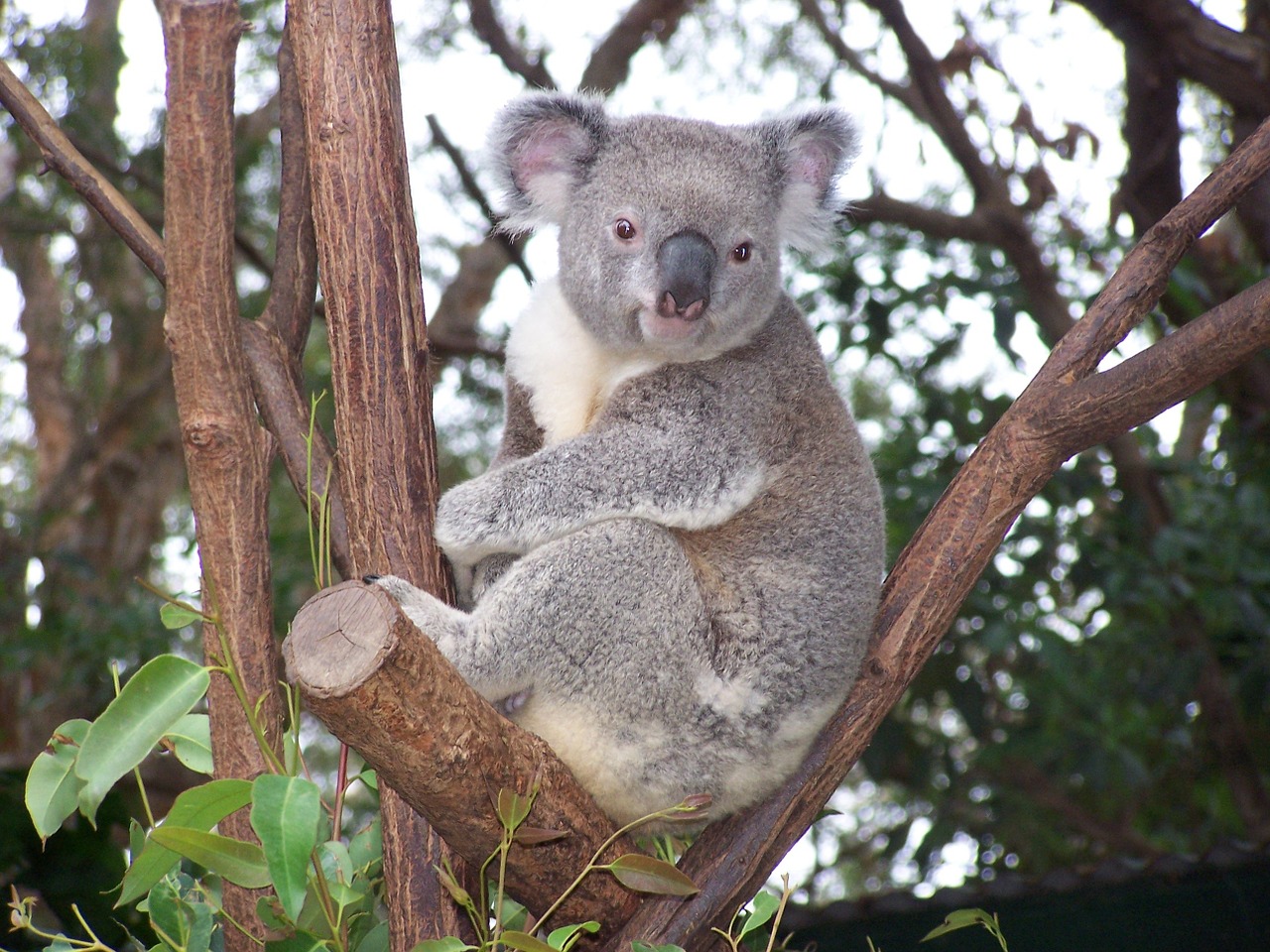 Koala, Australijos Laukinė Gamta, Marsupial, Nemokamos Nuotraukos,  Nemokama Licenzija