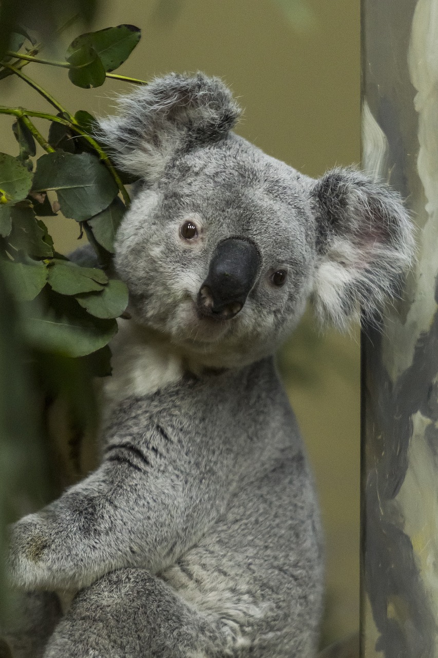 Koala, Pilka, Australia, Gyvūnas, Medis, Žinduolis, Mielas, Laukinė Gamta, Pilka, Eukaliptas