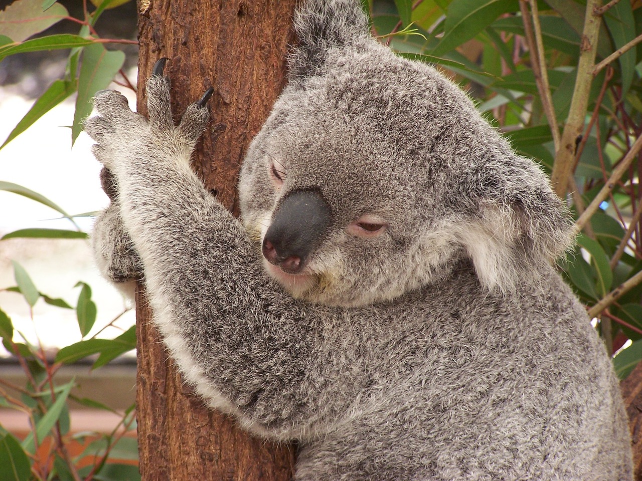 Koala, Australia, Marsupial, Nemokamos Nuotraukos,  Nemokama Licenzija