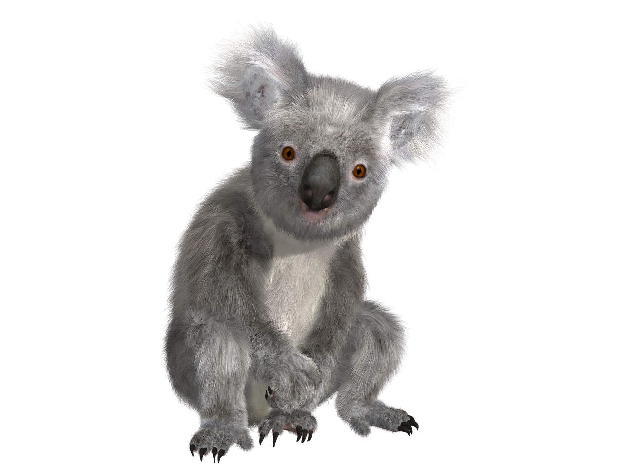 Koala, Gyvūnas, Gamta, Linksma, Australia, Išvalyti, Beutelsaeugertier, Mielas, Saldus, Laukinis Gyvenimas