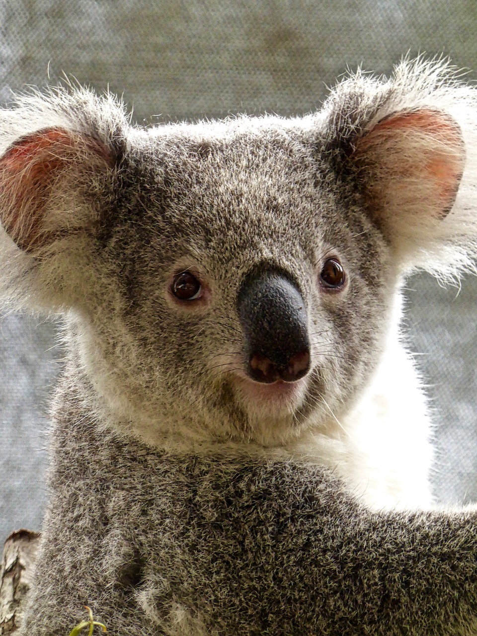 Koala, Turėti, Australian, Mielas, Marsupial, Laukinė Gamta, Linksma, Piktograma, Laukiniai, Nemokamos Nuotraukos