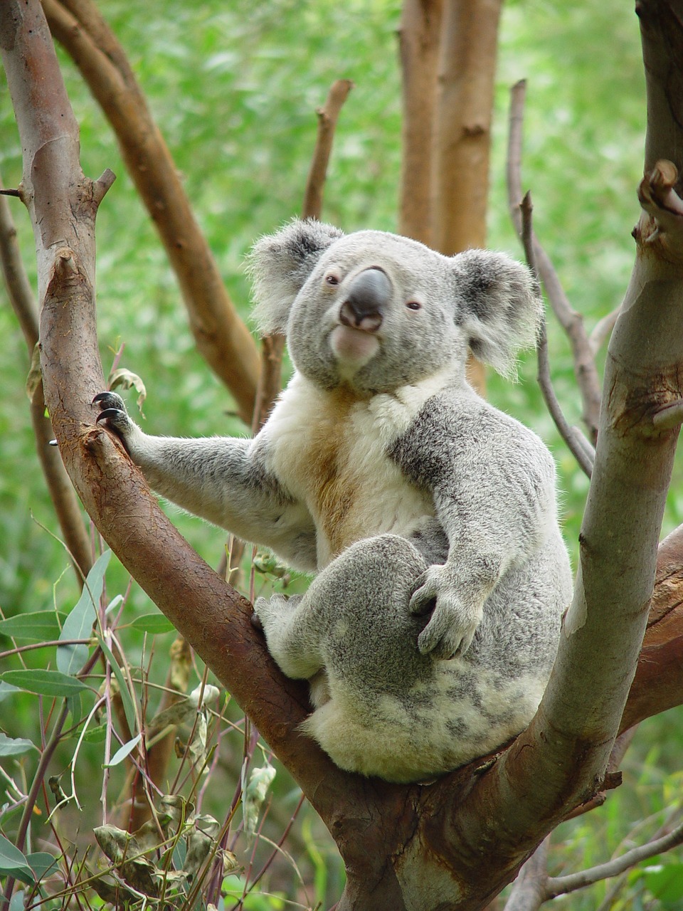 Koala, Turėti, Medis, Sėdi, Sustingęs, Portretas, Pilka, Kailis, Laukinė Gamta, Gamta