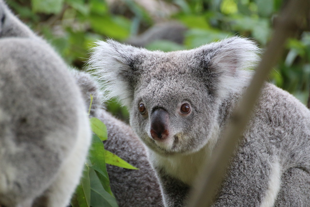 Koala, Mielas, Medis, Zoologijos Sodas, Gyvūnas, Koala Bear, Išvalyti, Nemokamos Nuotraukos,  Nemokama Licenzija